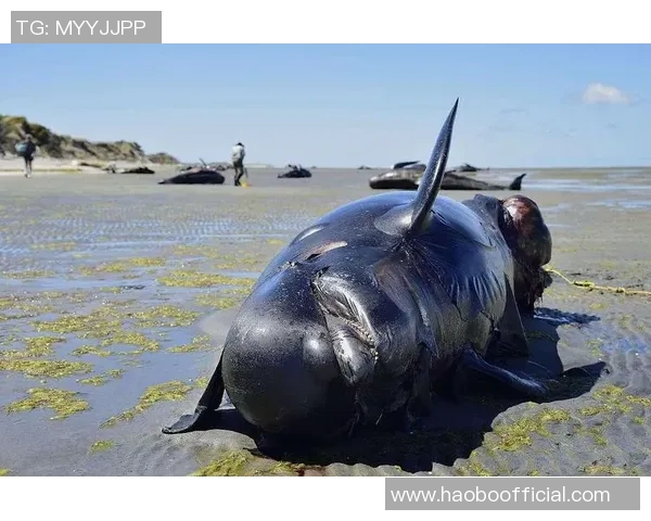 海牛面临资金危机或将提前锁定降级名额的严峻局面